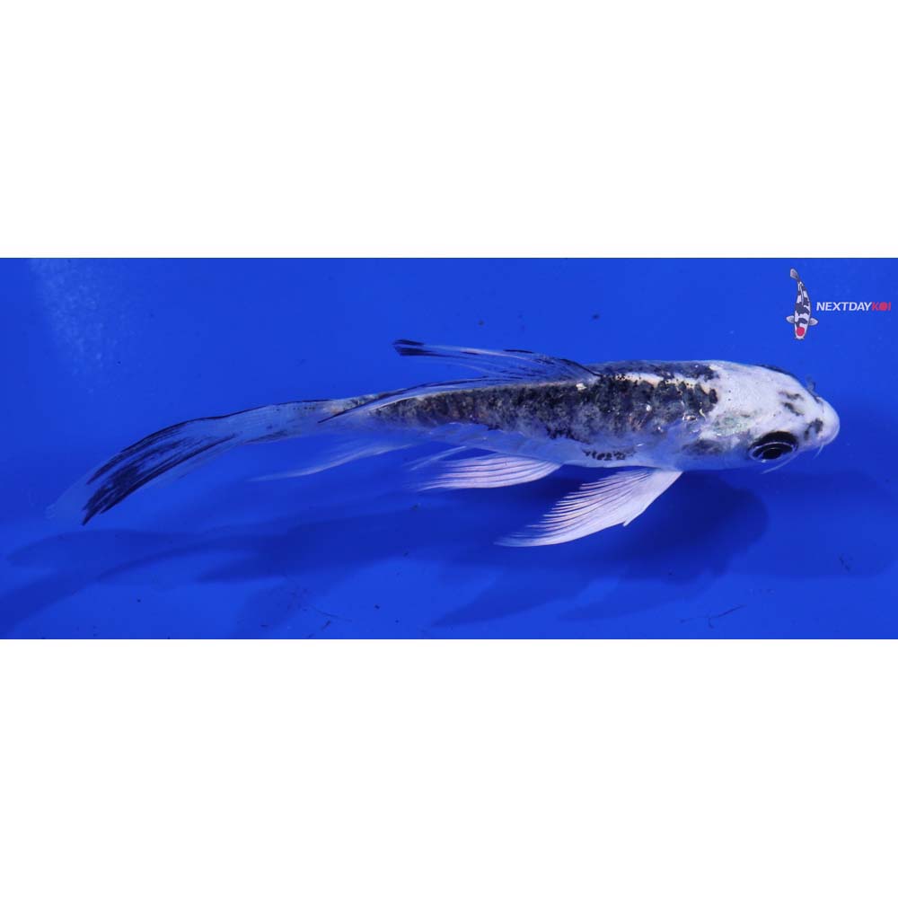 4” Imported Armor Scaled Gin Matsuba Butterfly Koi