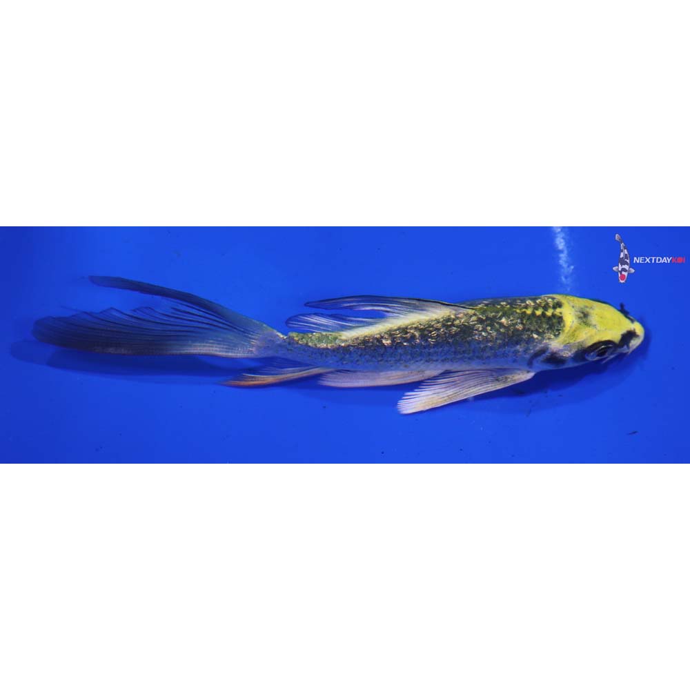 4.5” Imported Gin Rin Ki Matsuba Butterfly Koi