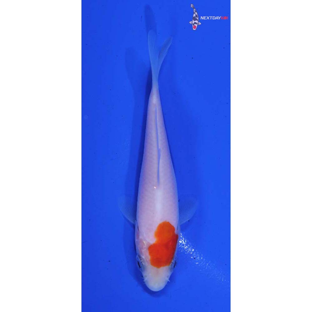 3” Imported Kohaku