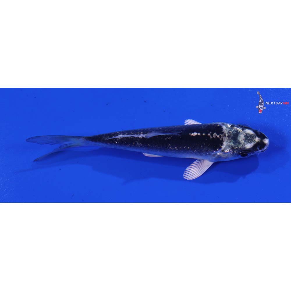 3” Imported Gin Matsuba