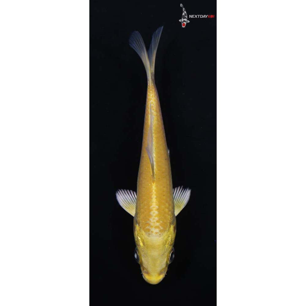 4” Imported Yamabuki Ogon