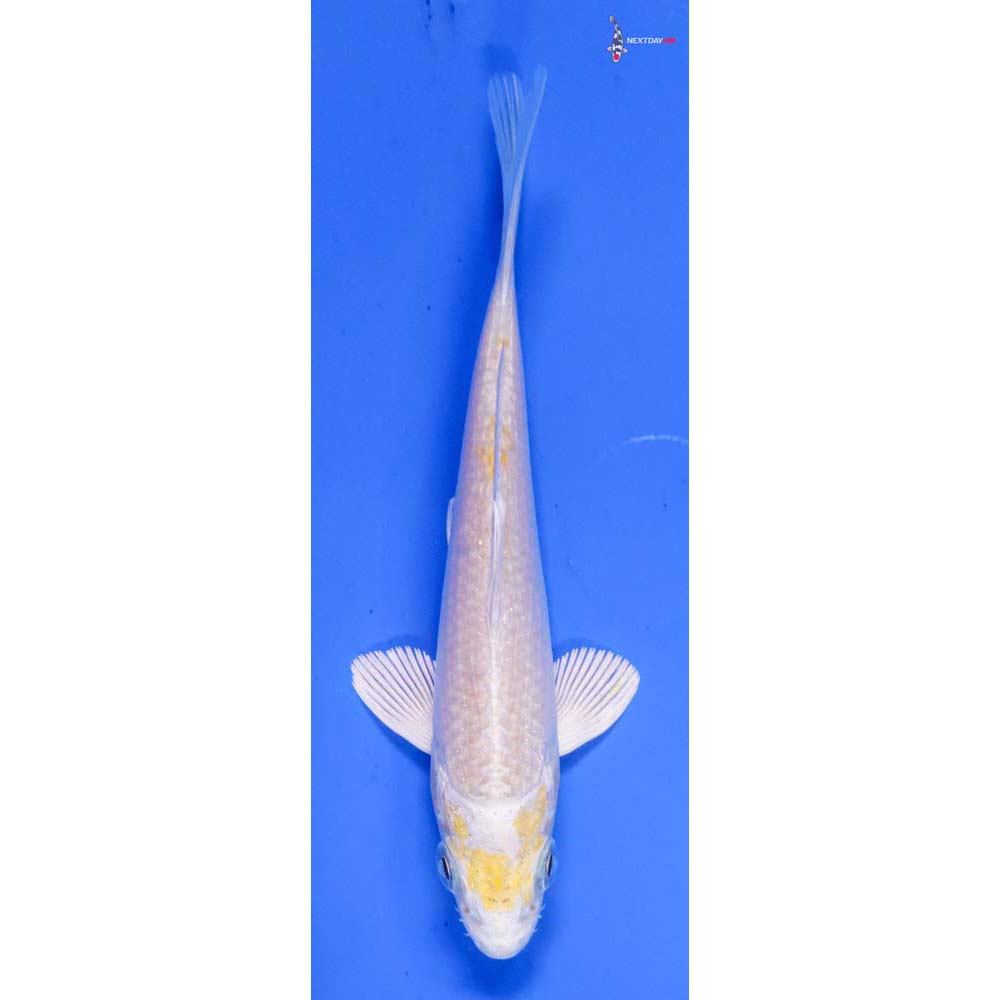 4” Imported Lemon Hariwake