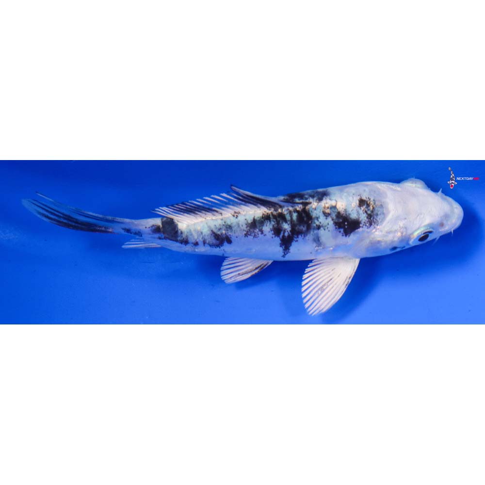 4” Imported Doitsu Gin Shiro Bekko