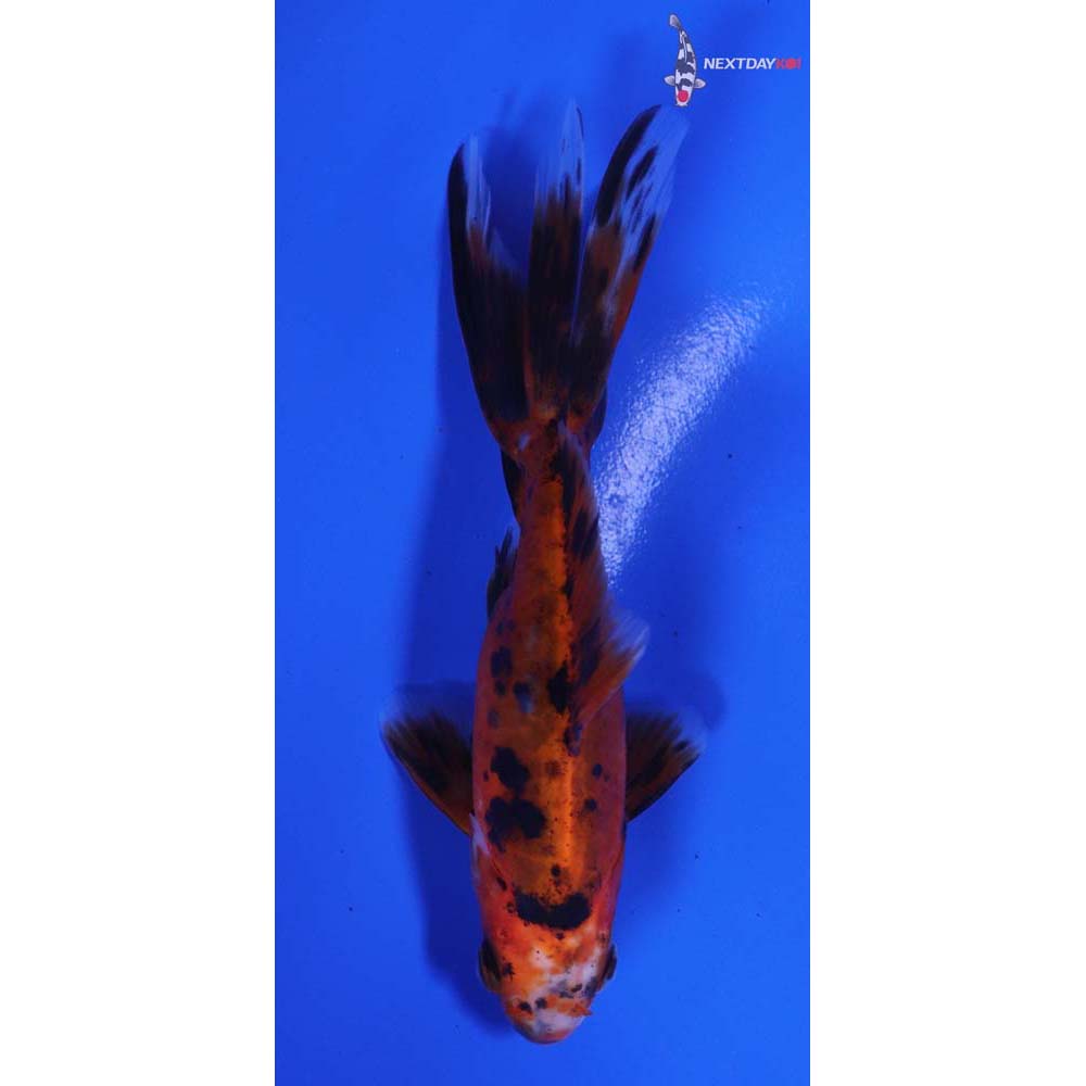 4.5” Imported Calico Wakin