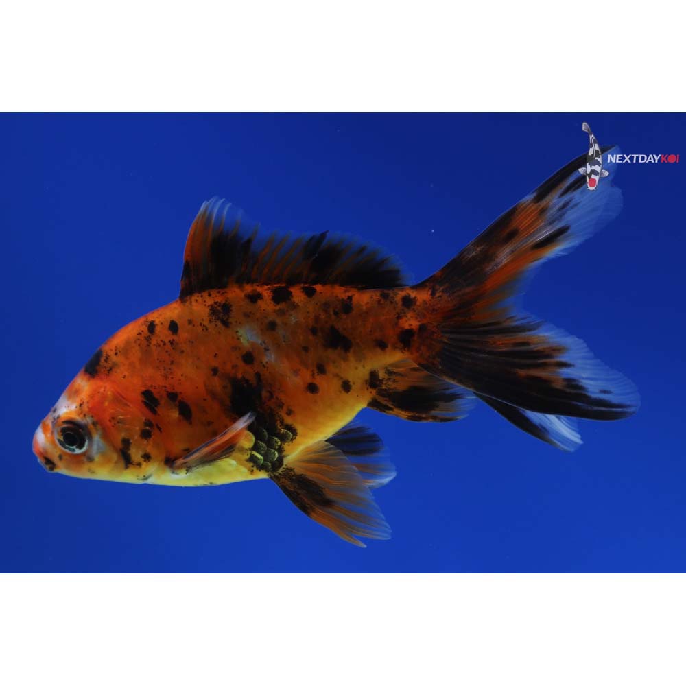 4.5” Imported Calico Wakin