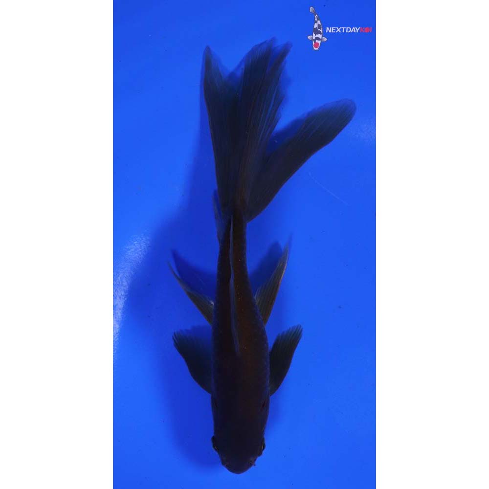 6” Imported Black Wakin