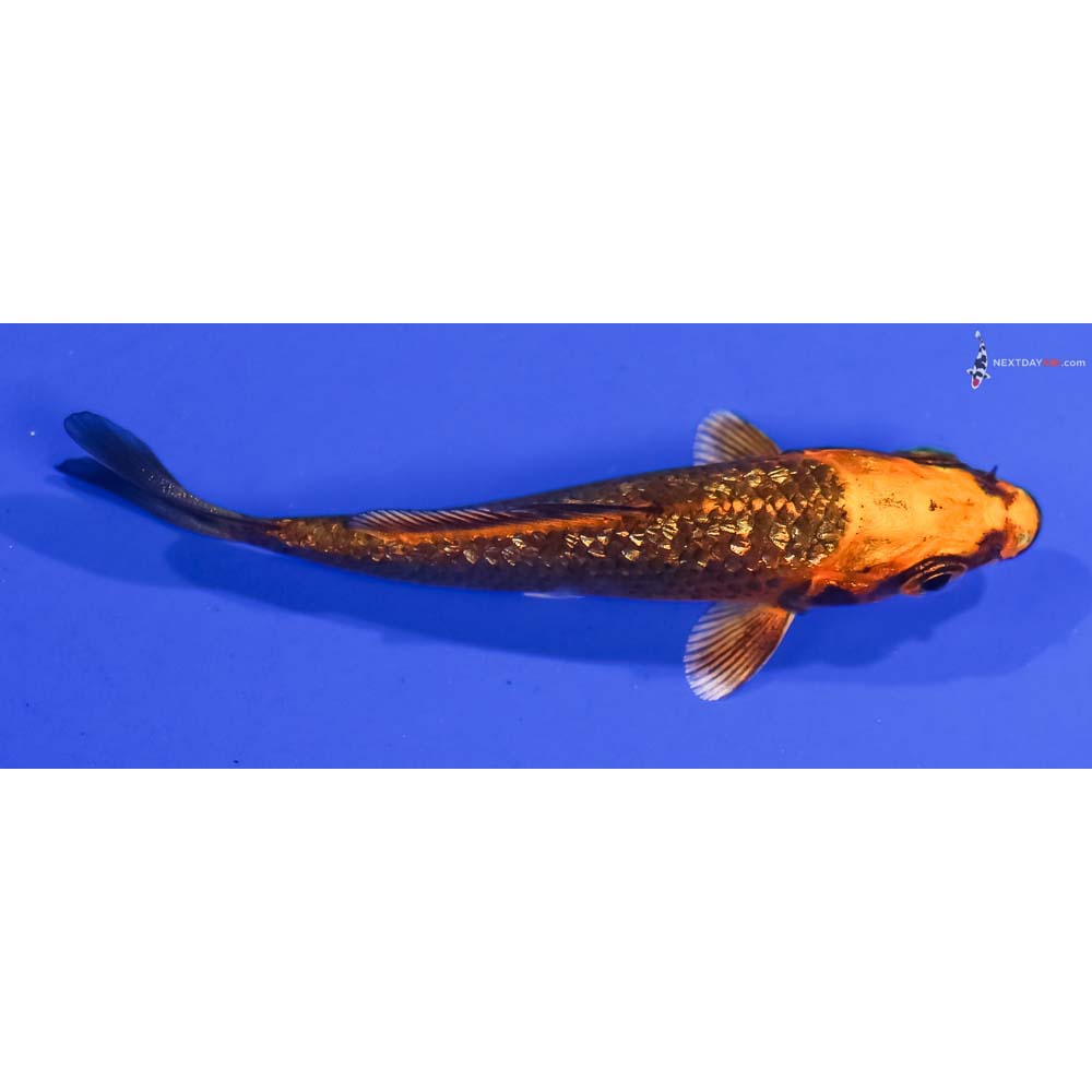3” Imported Gin Rin Orenji Matsuba