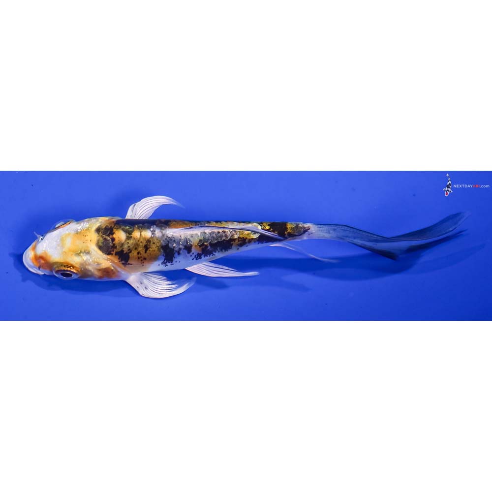 3.5” Imported Heisei Nishiki Butterfly Koi