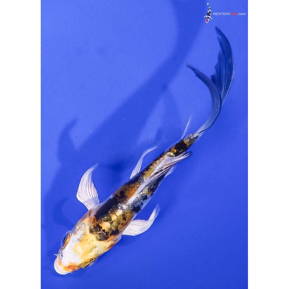 3.5” Imported Heisei Nishiki Butterfly Koi