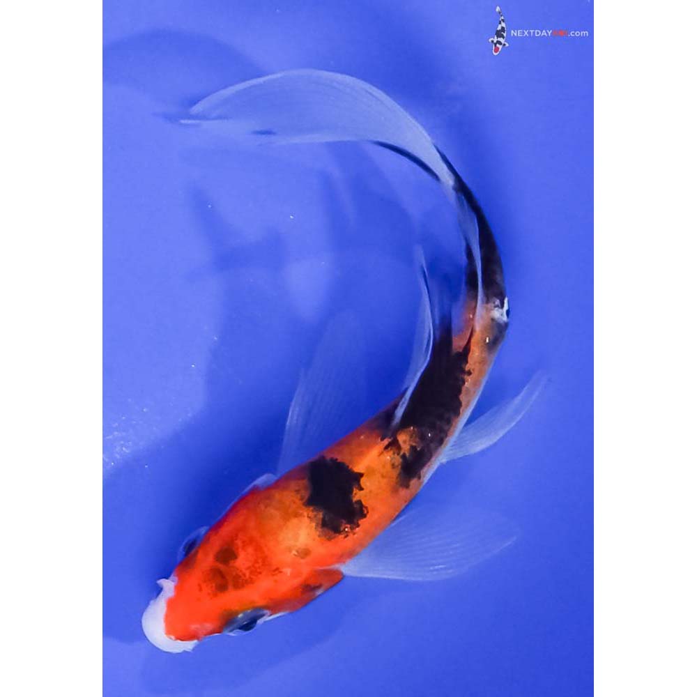 4” Imported Aka Sanke Butterfly Koi