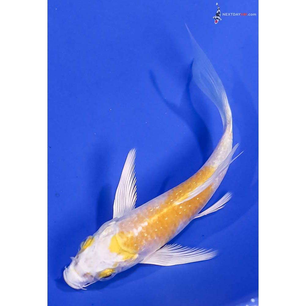 4.5” Imported Lemon Hariwake Butterfly Koi