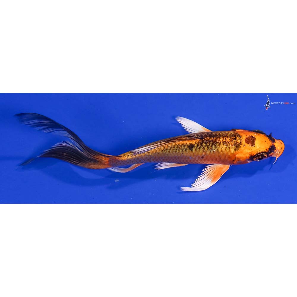 4.5” Imported Orenji Matsuba Butterfly Koi