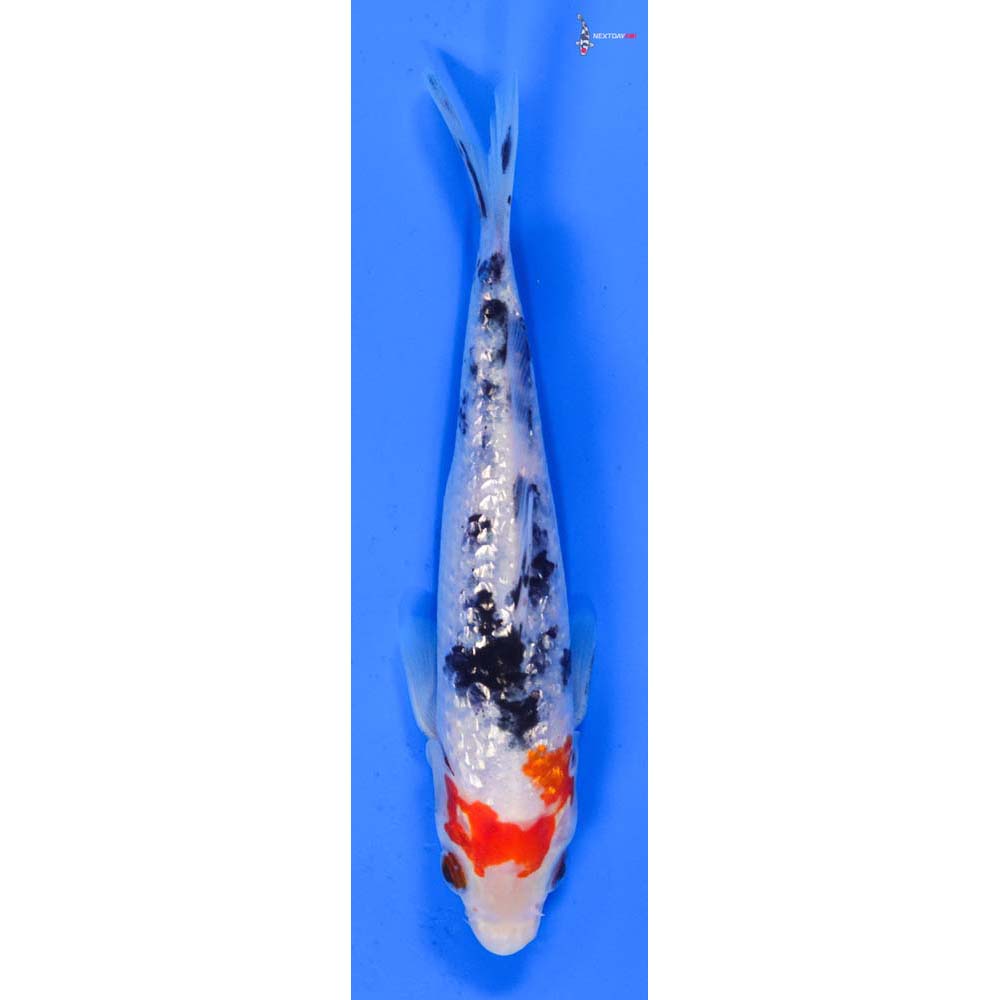6” Imported Gin Rin Sanke