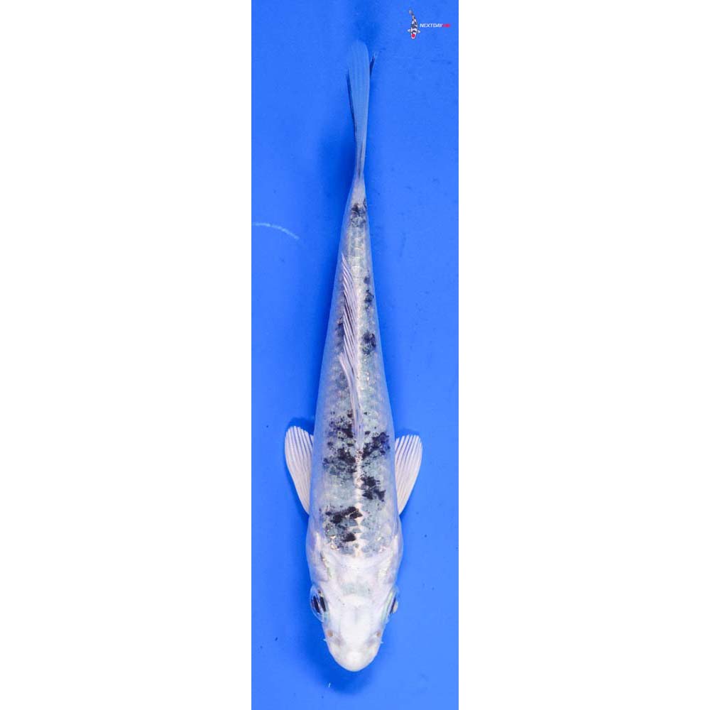 4.5” Imported Gin Shiro Bekko