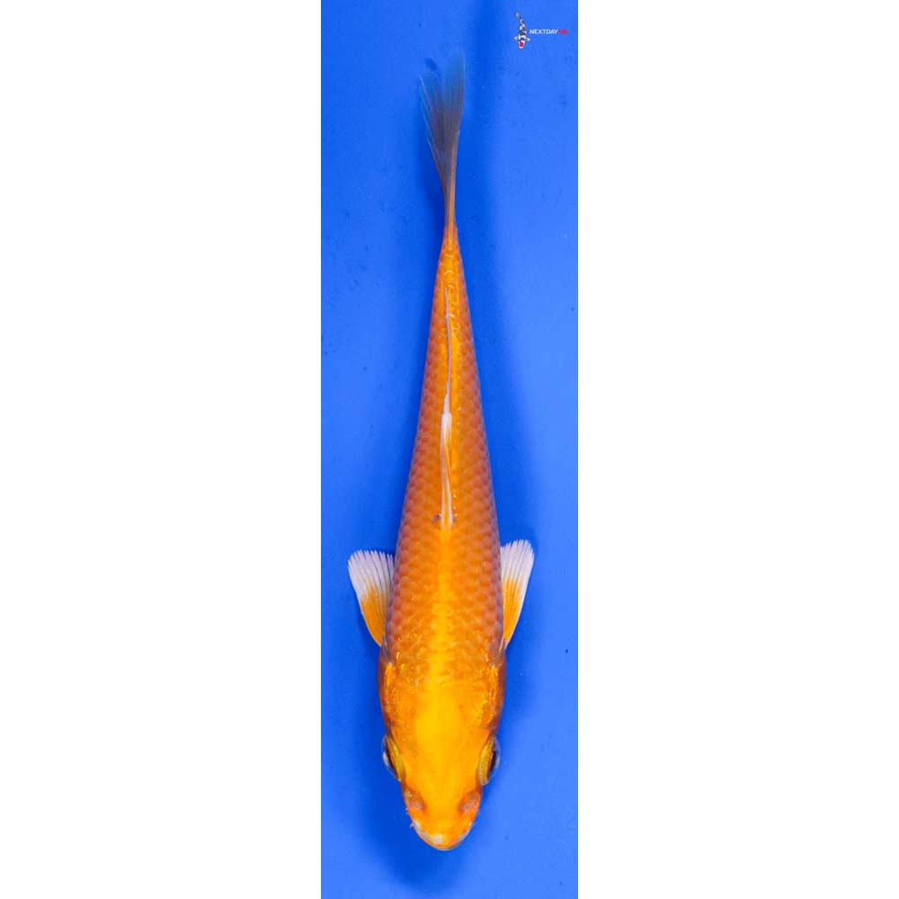 4.5” Imported Yamabuki Ogon