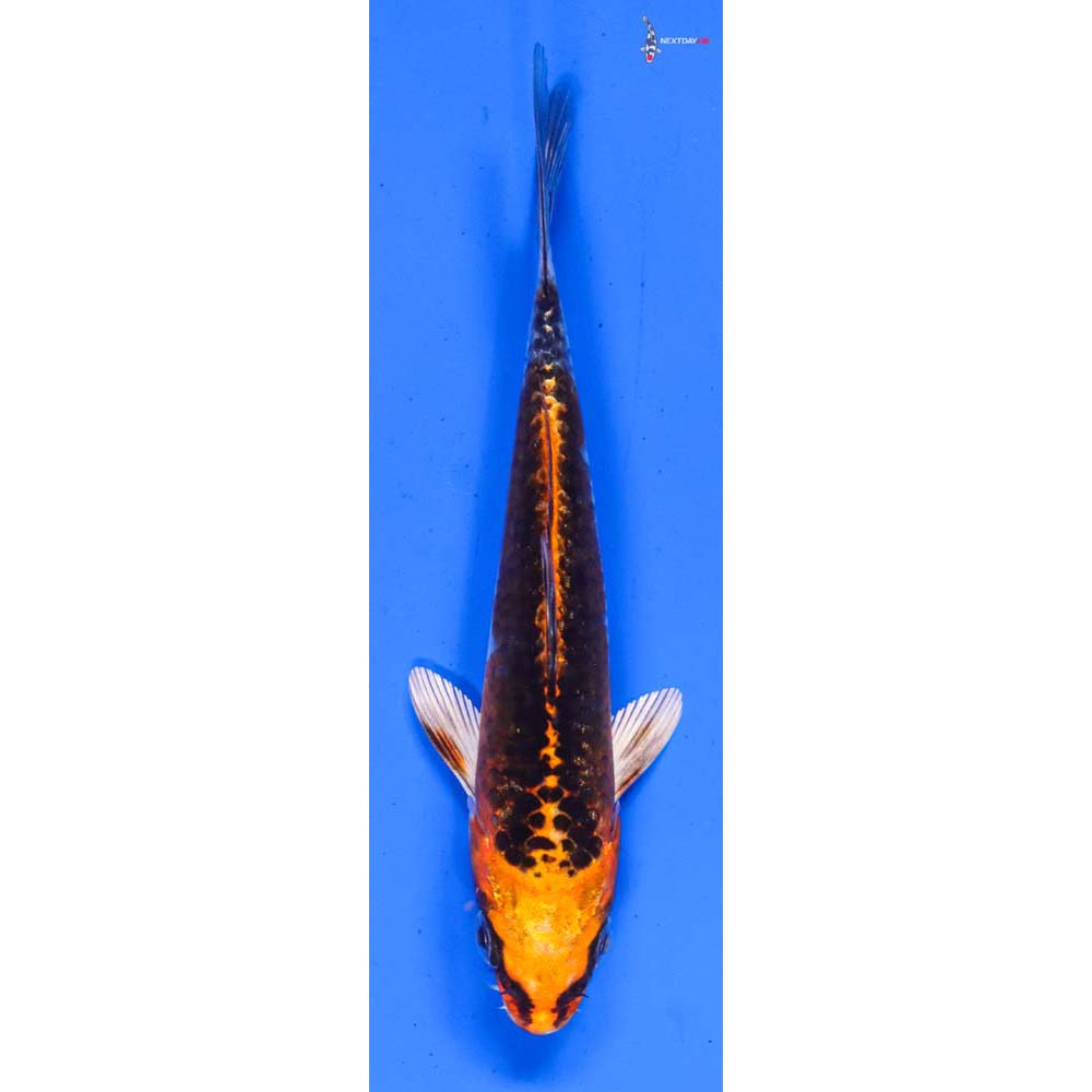 5” Imported Kujaku