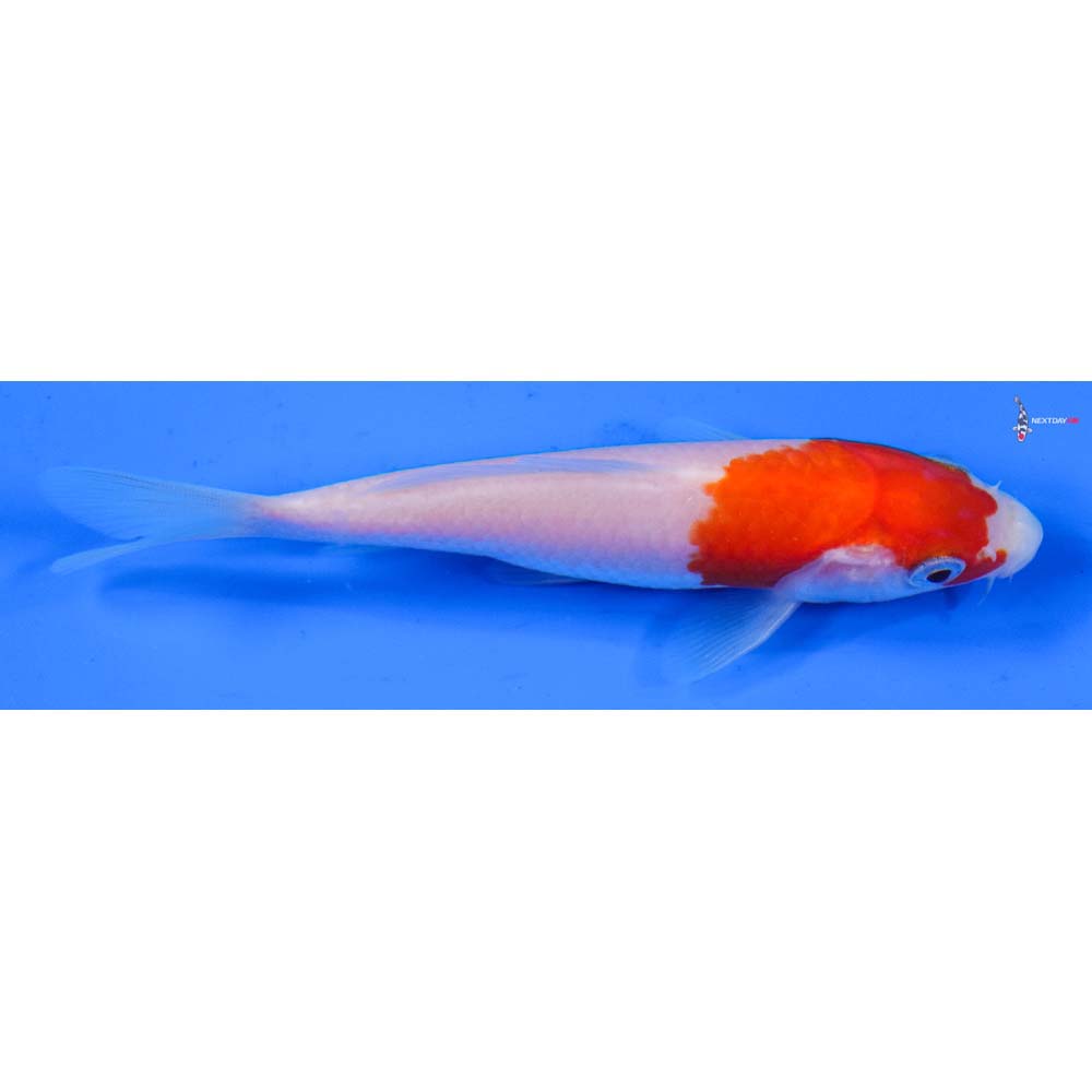 4” Imported Kohaku