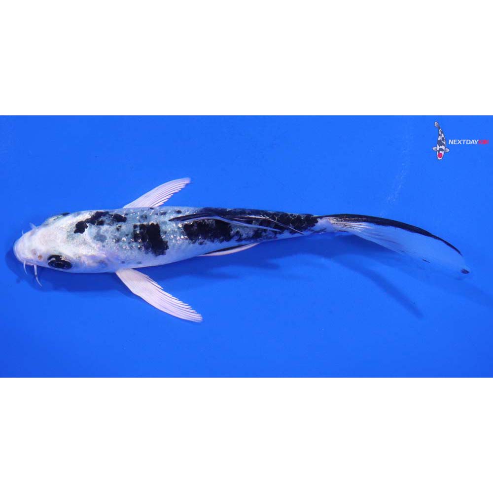 5” Imported Gin Shiro Bekko Butterfly Koi