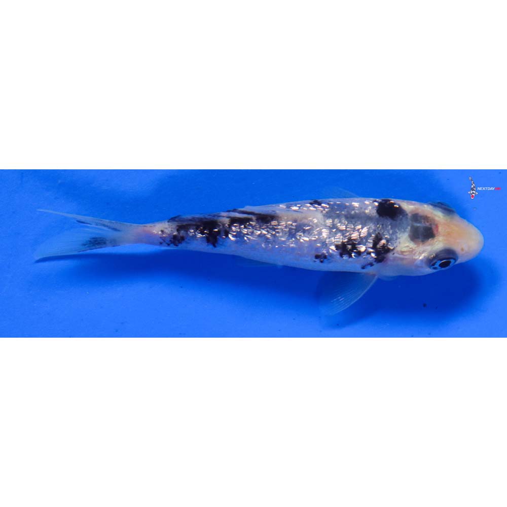 3.5” Imported Gin Rin Shiro Bekko