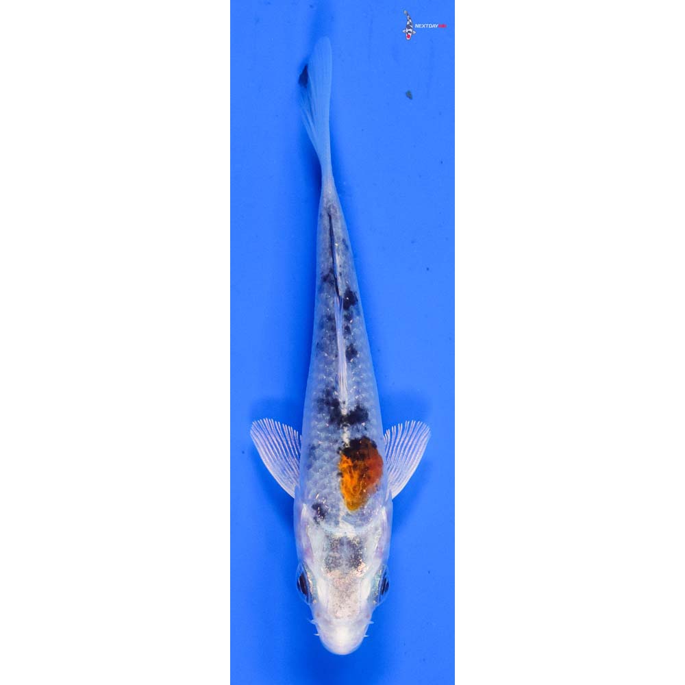 3.5” Imported Yamato Nishiki
