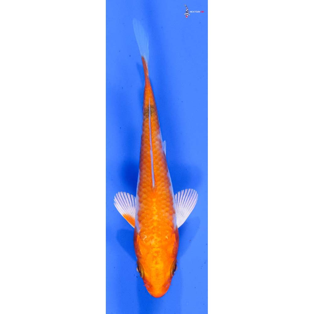 3.5” Imported Hariwake