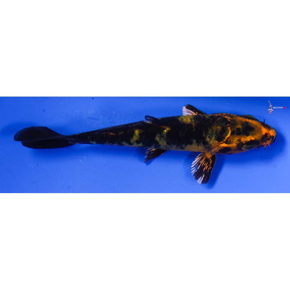 3.5” Imported Kin Hi Utsuri