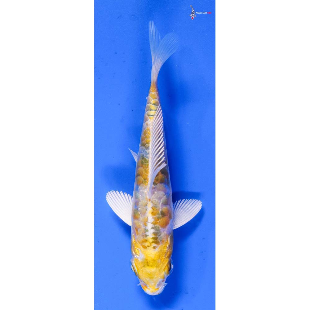 3.5” Imported Armor Scaled Lemon Hariwake
