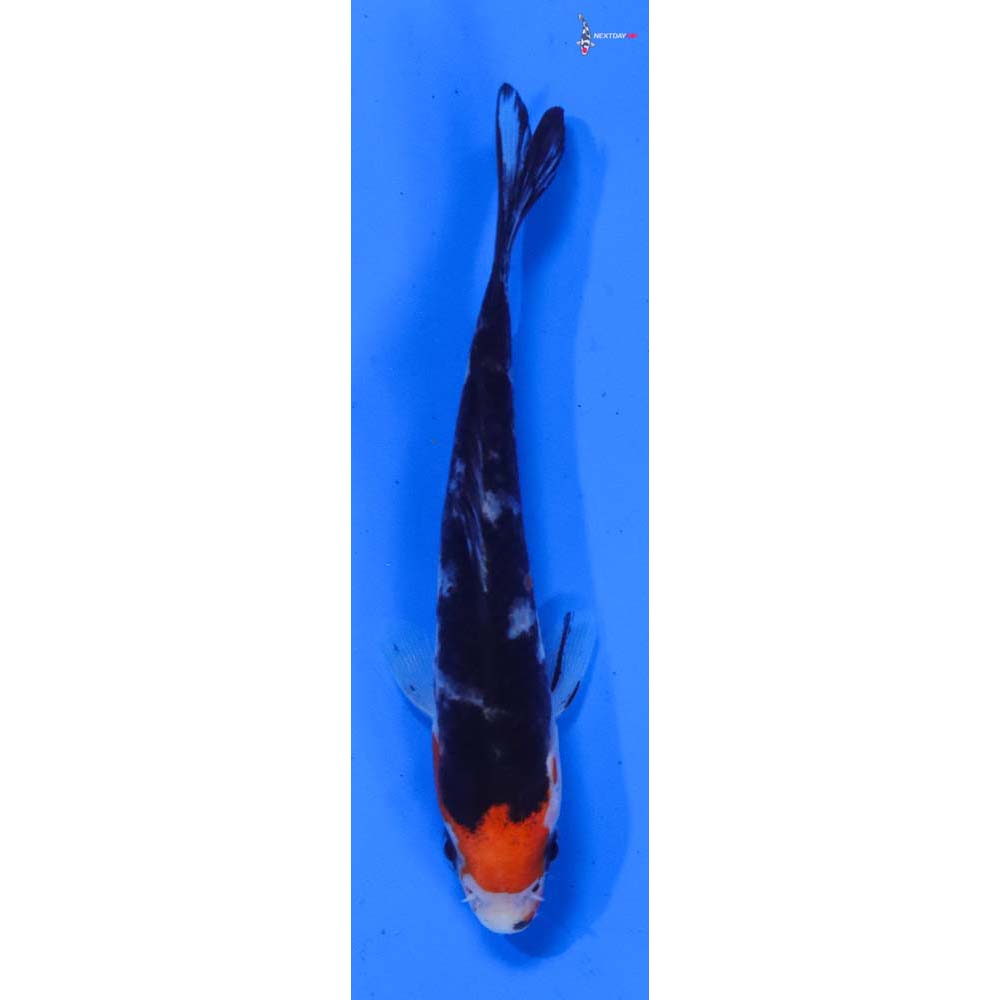 3.5” Imported Sanke