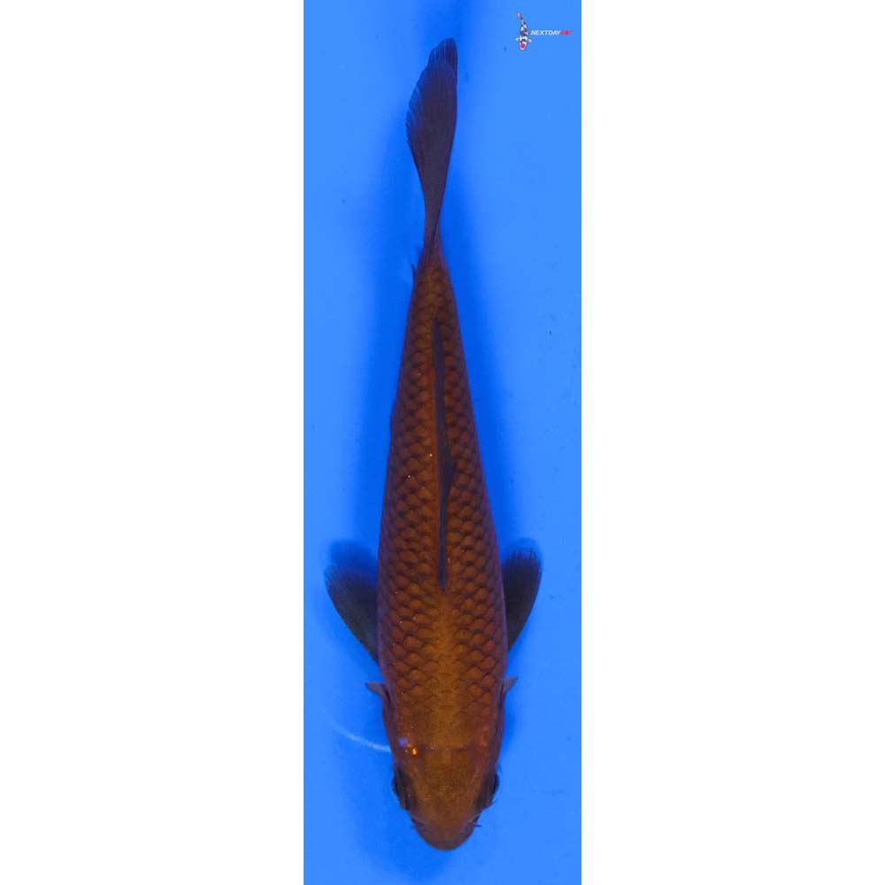3.5” Imported Chagoi