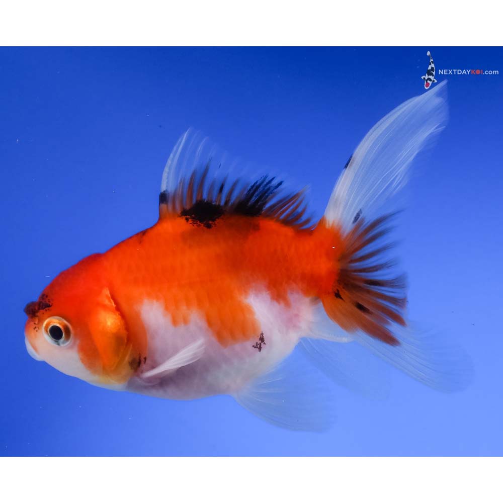 4” Imported Calico Oranda