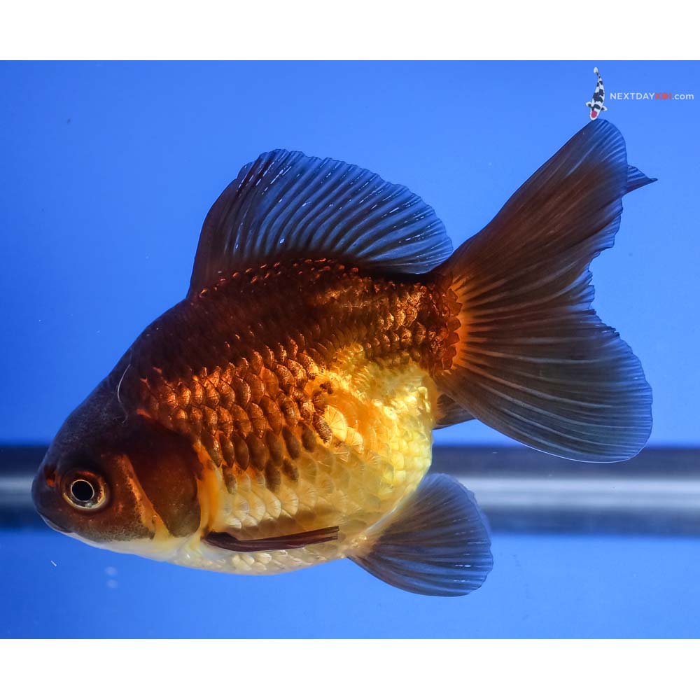 4” Imported Black and Red Ryukin