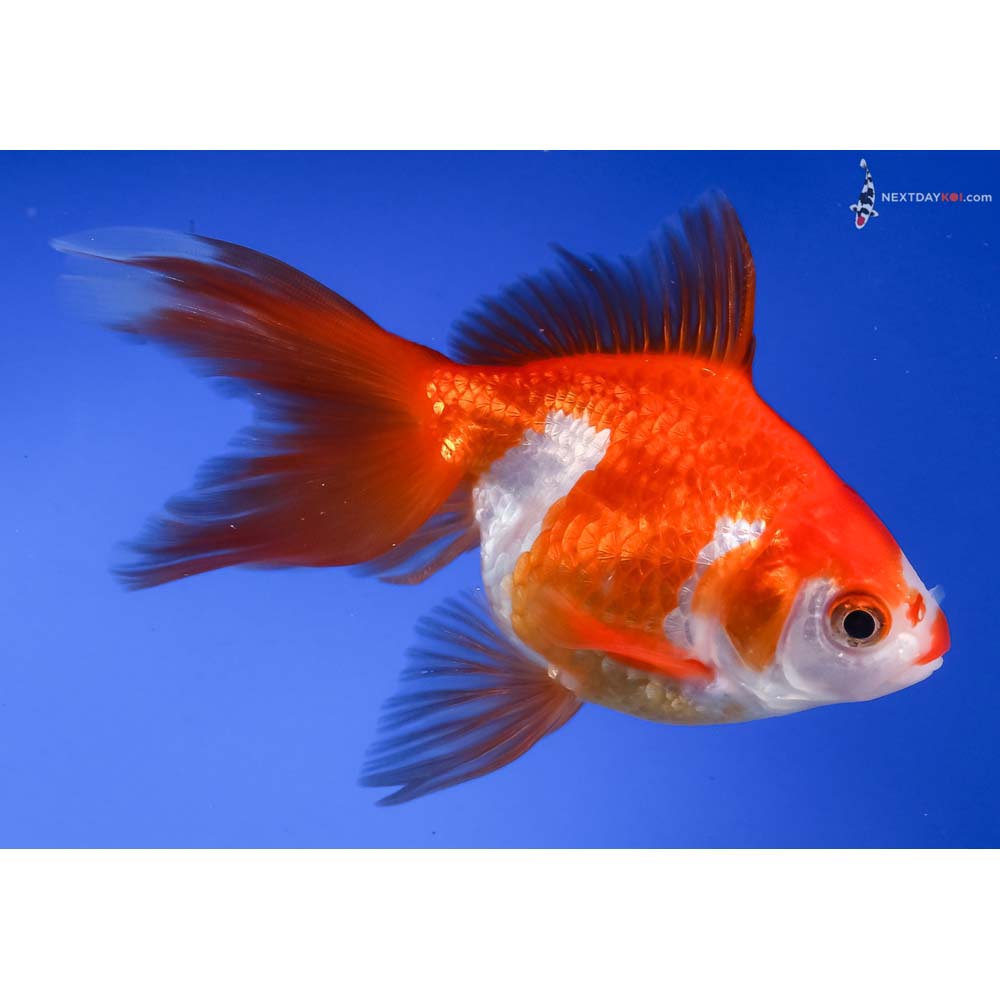 4.5” Imported Red and White Ryukin