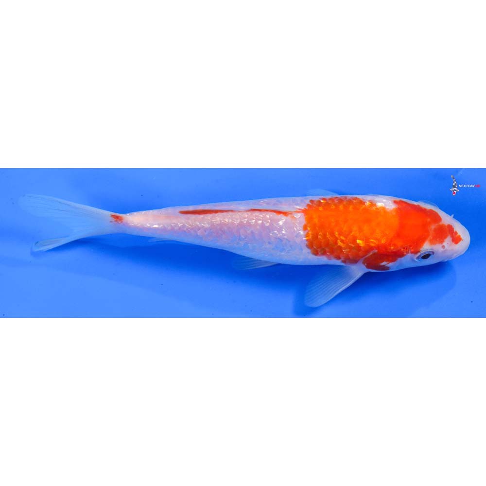 6” Imported Gin Rin Kohaku