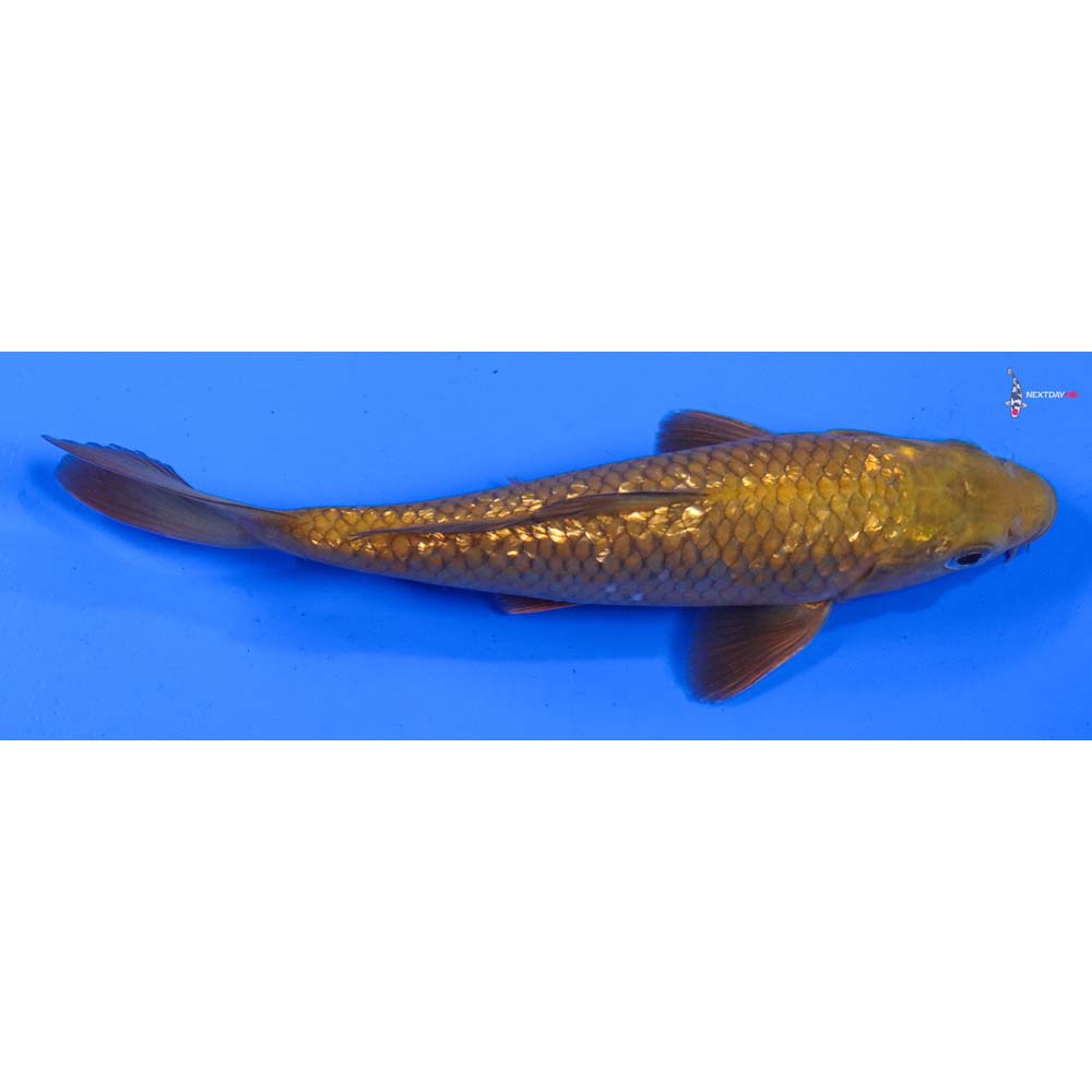 6” Imported Gin Rin Chagoi