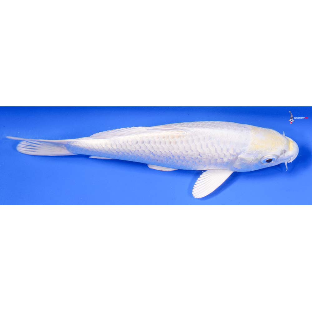 6” Imported Lemon Hariwake