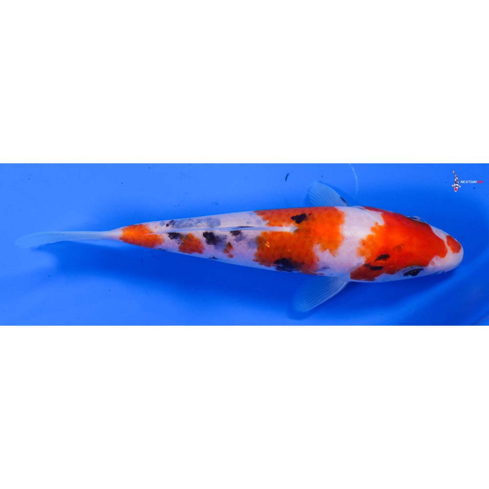 5.5” Imported Sanke