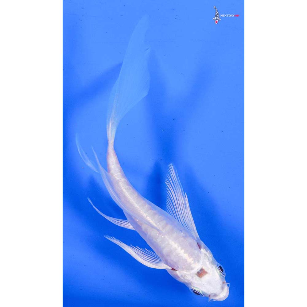 5” Imported Doitsu Platinum Ogon Butterfly Koi