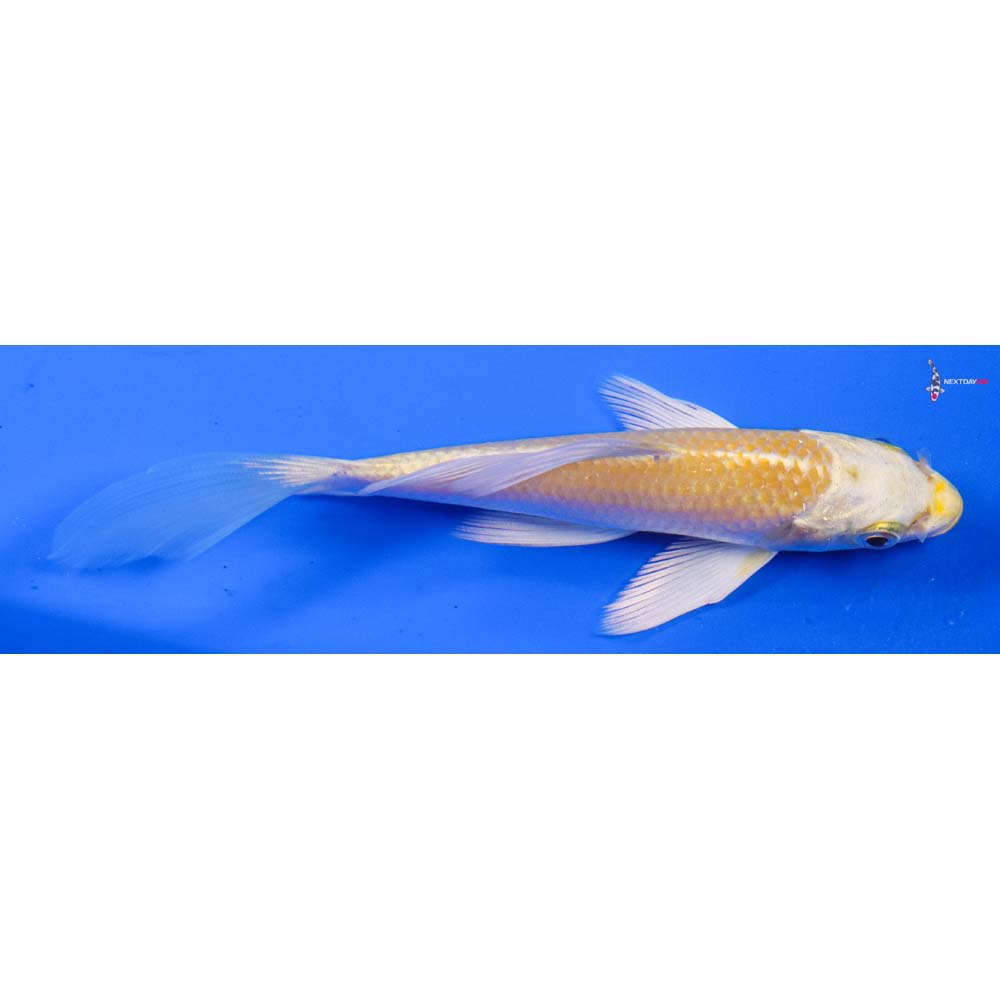 5” Imported Yamabuki Ogon Butterfly Koi
