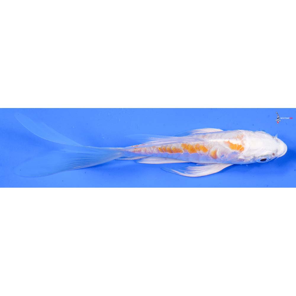 5” Imported Doitsu Lemon Hariwake Butterfly Koi