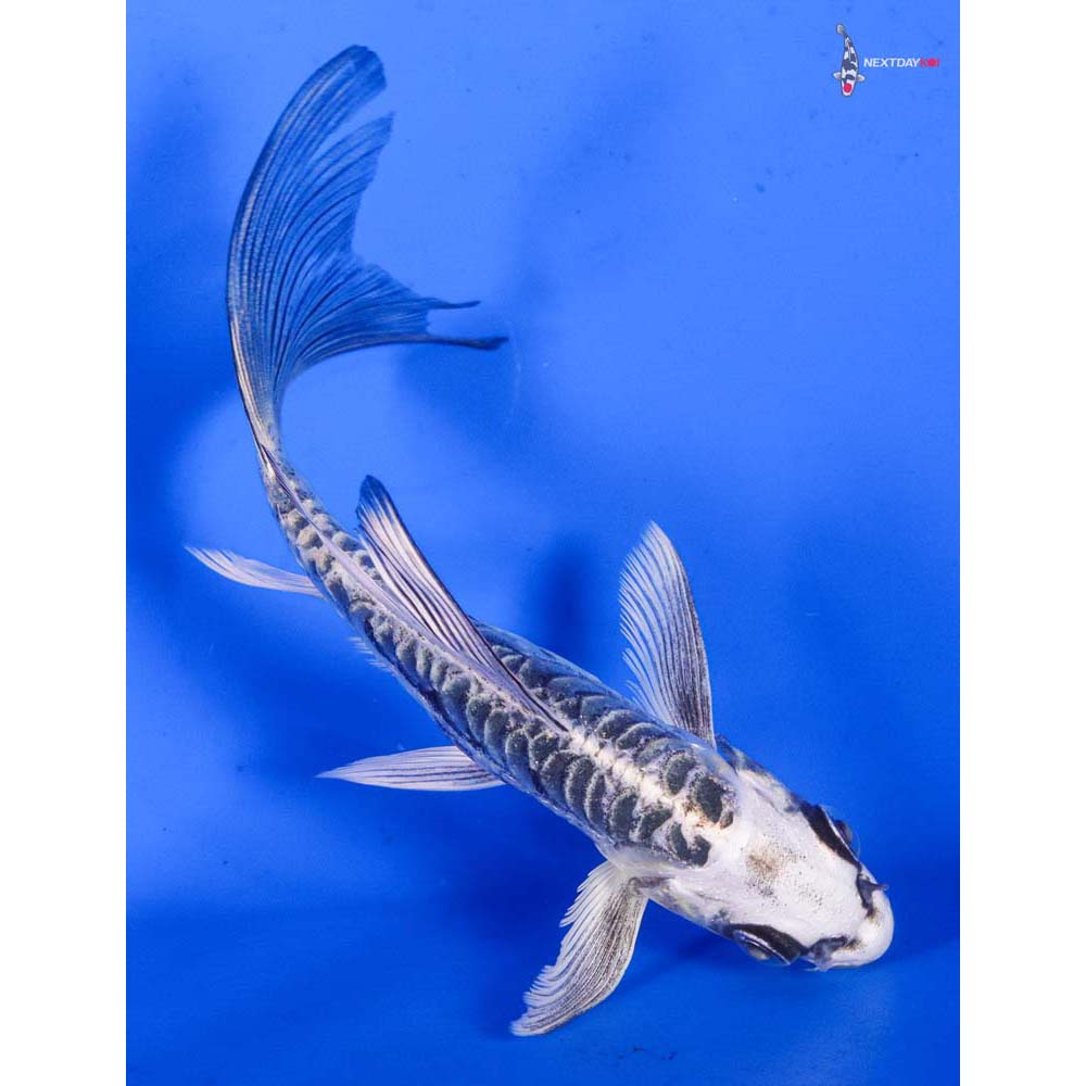5” Imported Kikokuryu Butterfly Koi