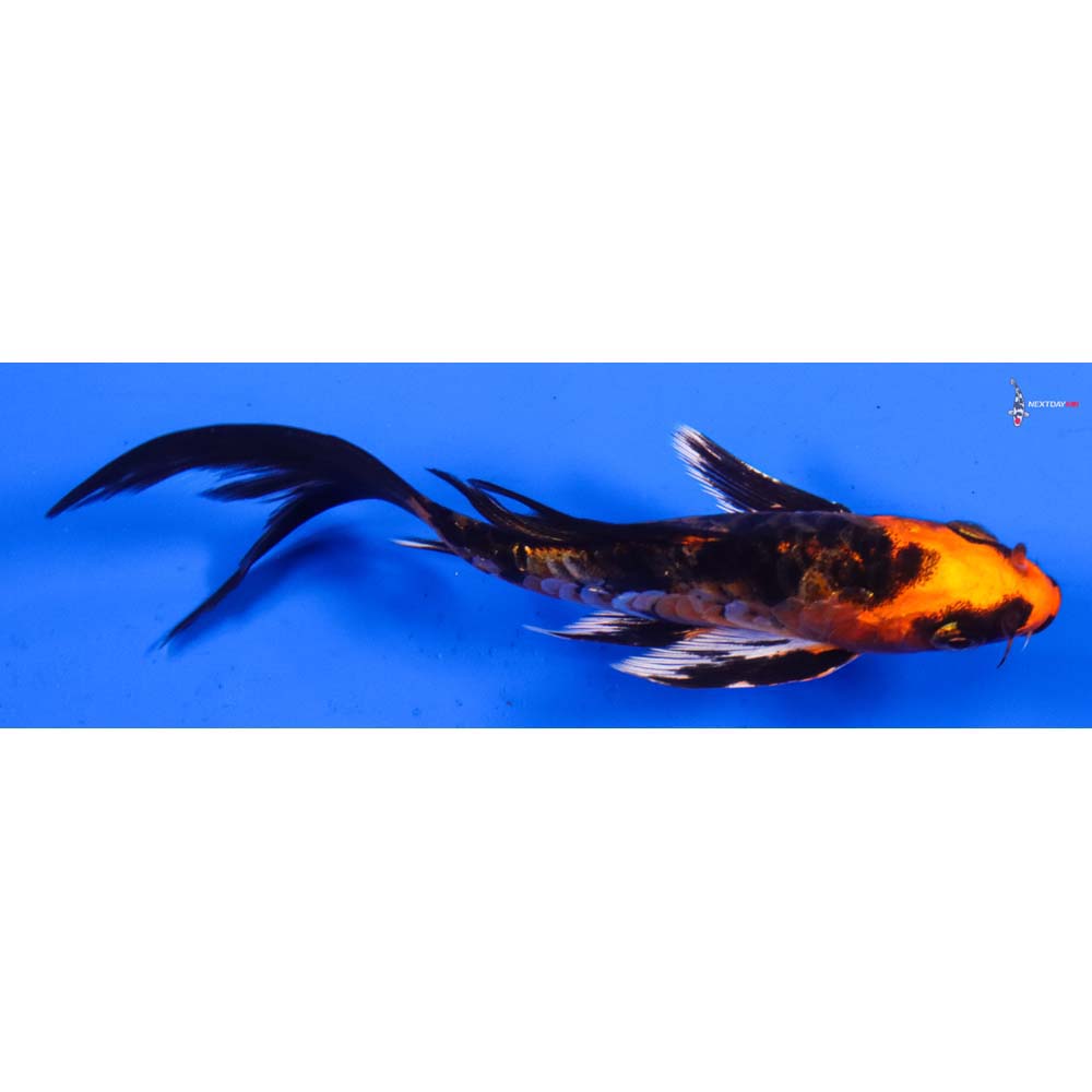 5” Imported Doitsu Orenji Matsuba Butterfly Koi