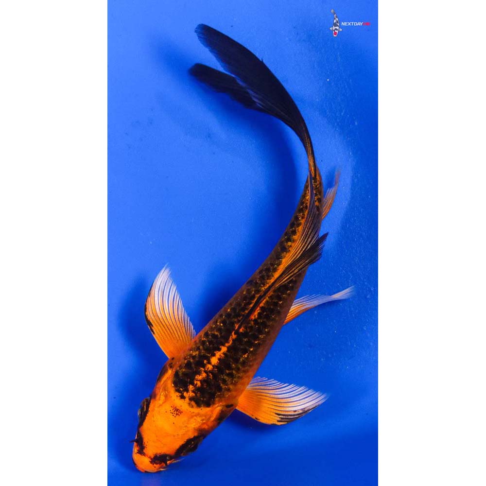 5” Imported Orenji Matsuba Butterfly Koi