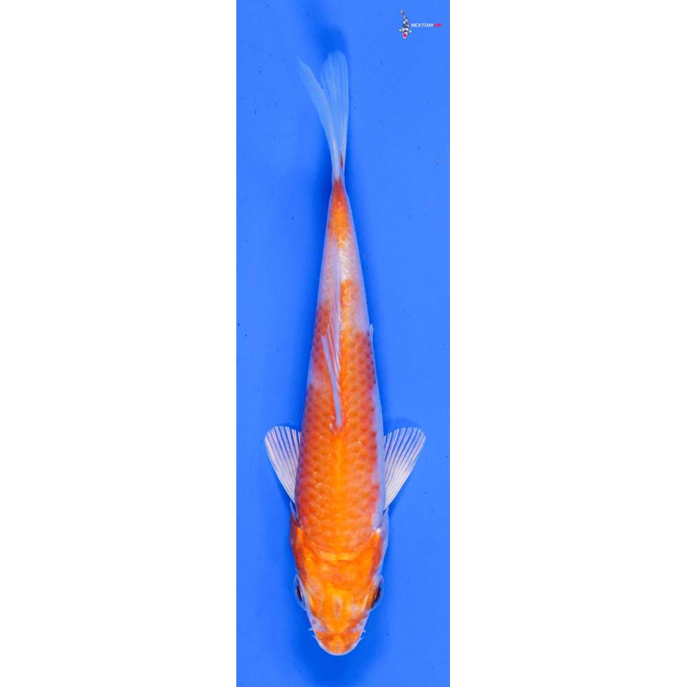 4” Imported Hariwake