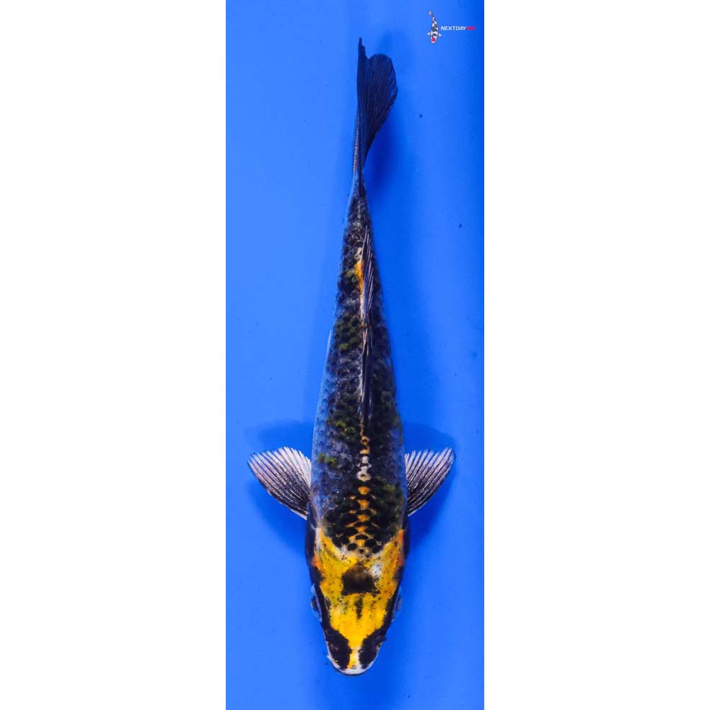4” Imported Kujaku