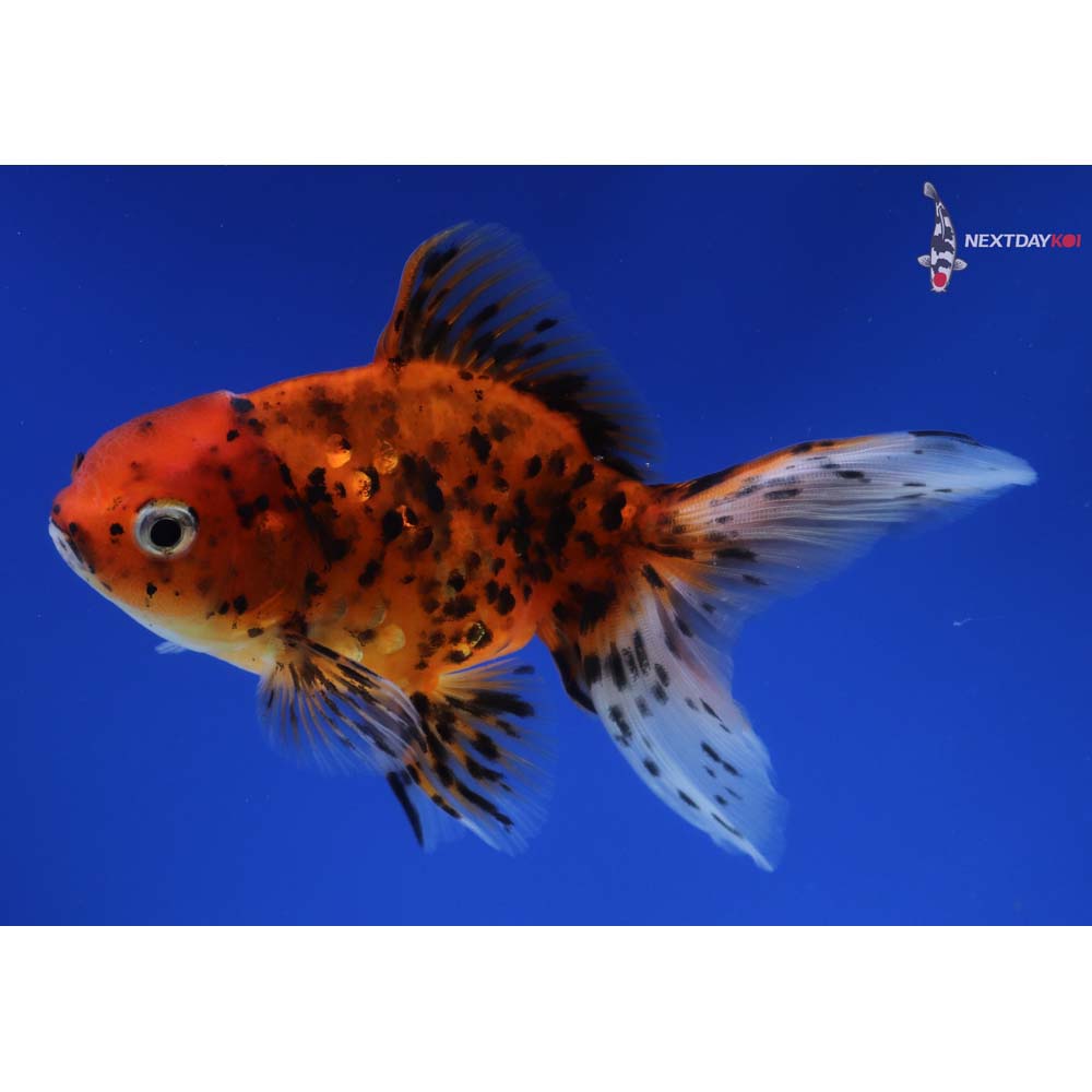 4.5” Imported Calico Oranda