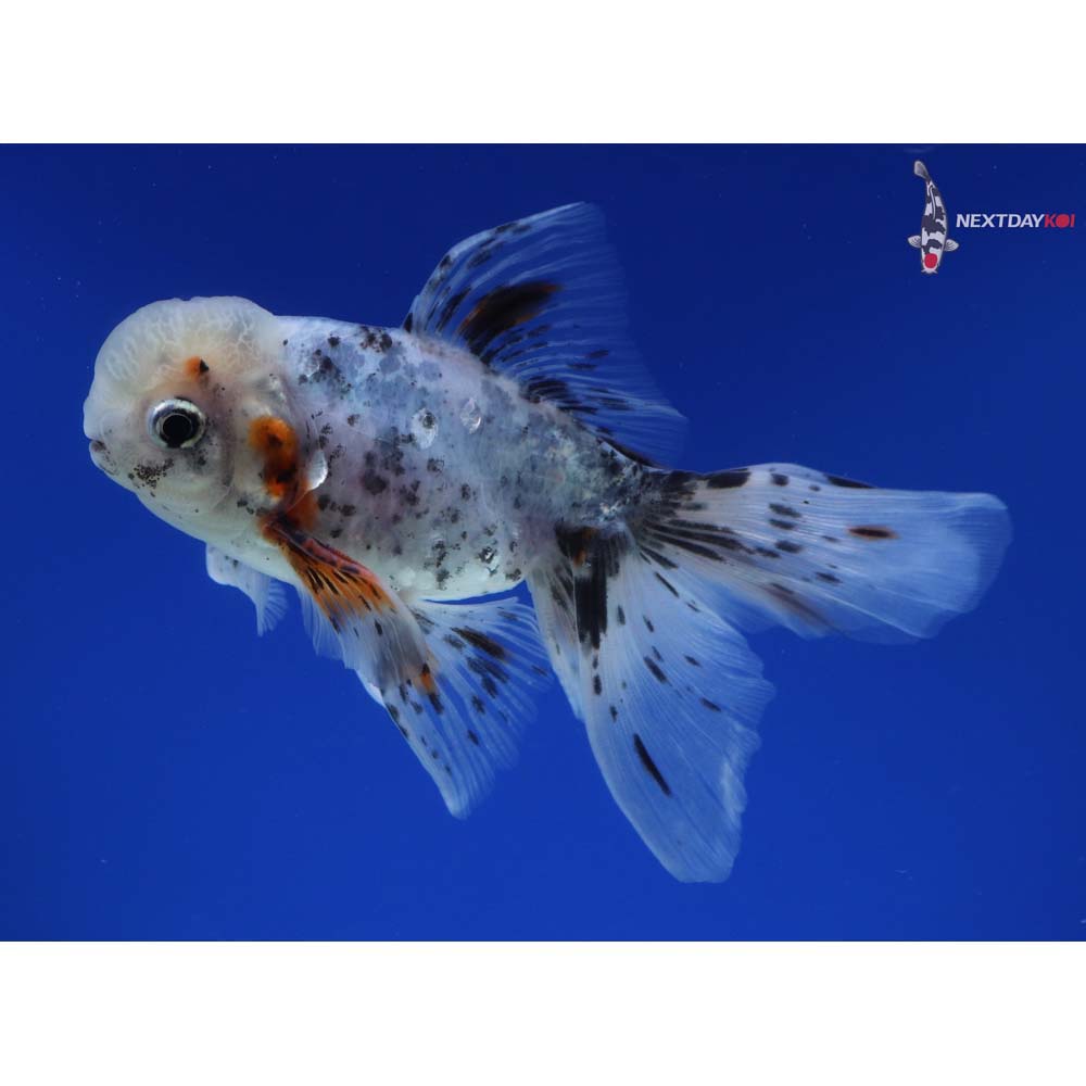 4.5” Imported Male Calico Oranda