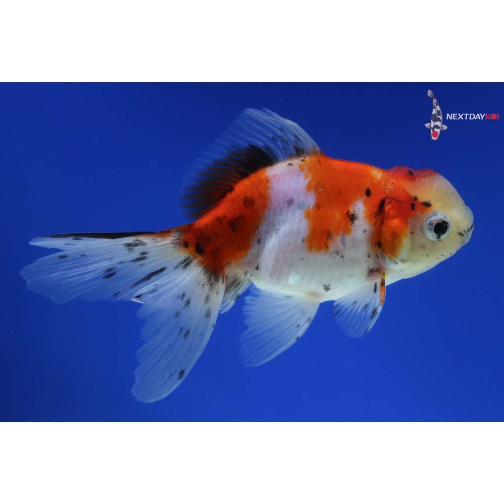 4.5” Imported Male Calico Oranda