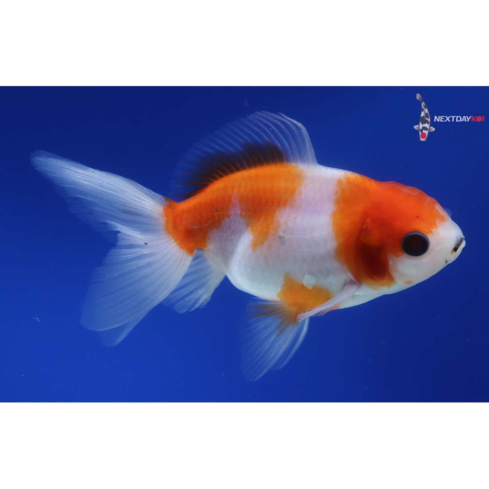 4.5” Imported Red and White Oranda