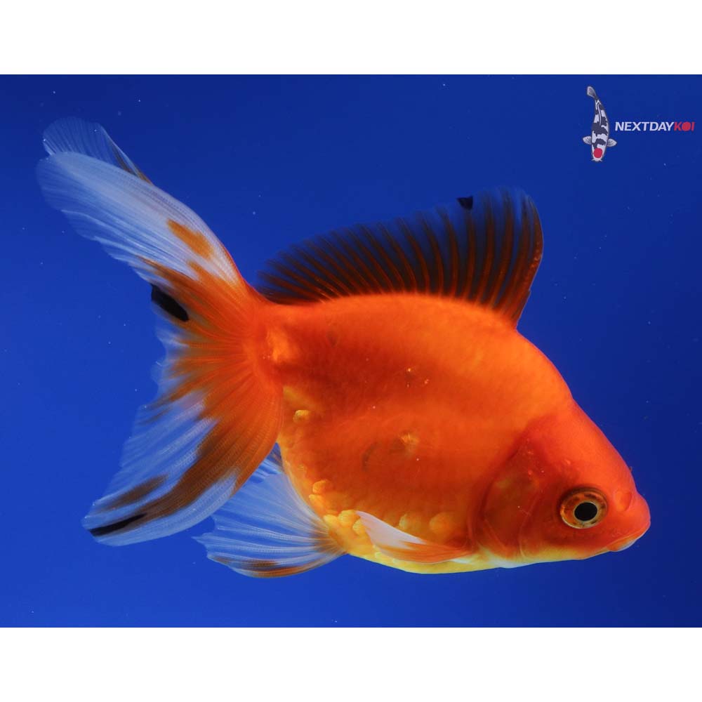 4” Imported Red Ryukin
