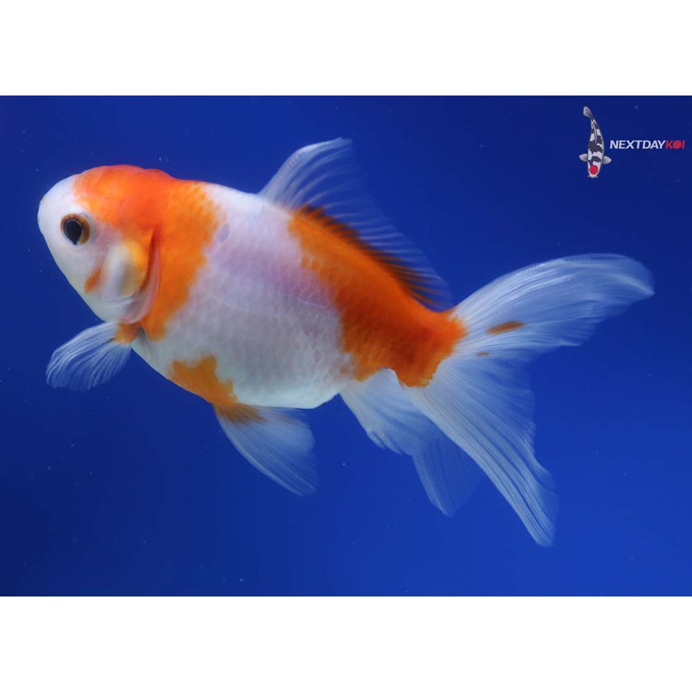 4.5” Imported Red and White Oranda